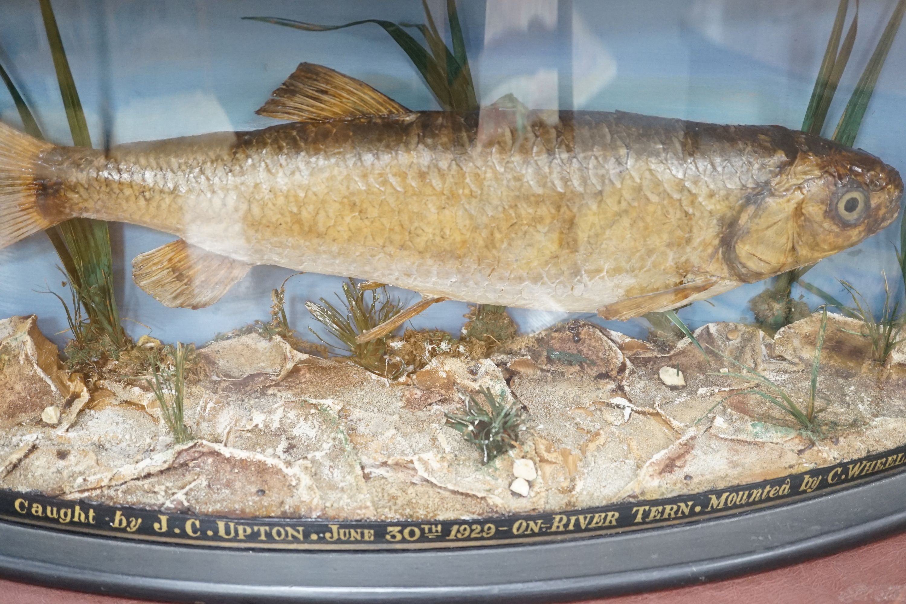 A cased taxidermy Chubb, caught on the river Tern by JC Upton, mounted by C. Wheeldon, 73 cms wide.